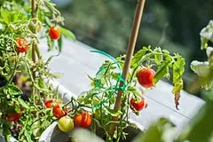 Krupnejshij v rossii proizvoditel tomatnoj pasty stolknulsja s deficitom semjan 1781238.jpg