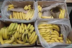 V rossii ogranichili postavki bananov iz ekvadora 4b40552.jpg