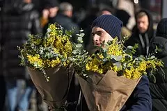 Rossijane kupili rekordnoe kolichestvo mimozy c6e4993.jpg