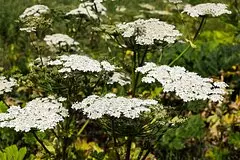 Dachnikov predupredili o schetah za unichtozhenie borshhevika 5d6a207.jpg