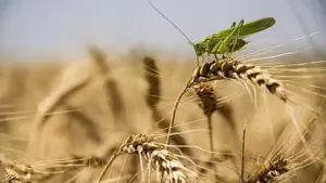 Rossija stala menshe prodavat za rubezh zernovyh dab8827.webp