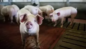 V rossiju zapretili vvoz evropejskih svinej d245a2f.webp